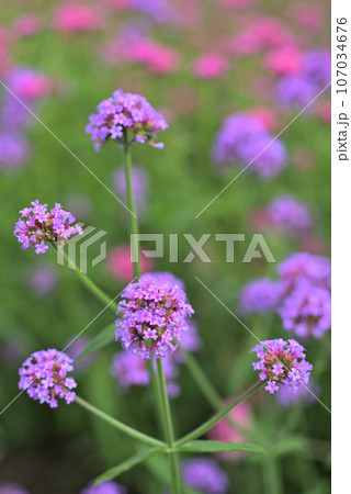 薄紫色の花を咲かせたゴンフレナ 薄紫色の花を咲かせたゴンフレナ 107034676
