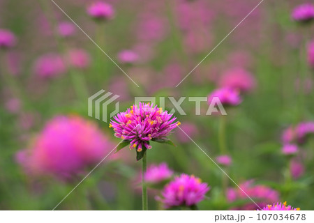 ピンク色の花を咲かせたゴンフレナ ピンク色の花を咲かせたゴンフレナ 107034678