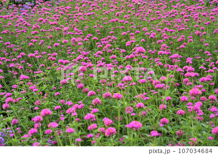 ピンク色の花を咲かせたゴンフレナ ピンク色の花を咲かせたゴンフレナ 107034684