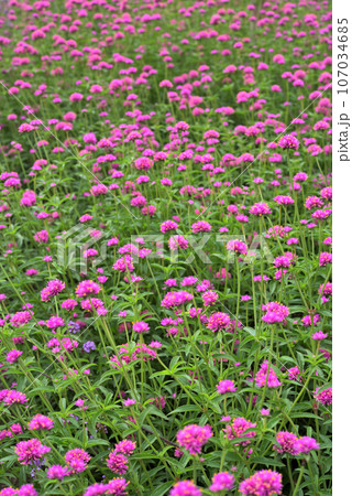 ピンク色の花を咲かせたゴンフレナ ピンク色の花を咲かせたゴンフレナ 107034685