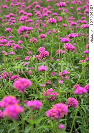 ピンク色の花を咲かせたゴンフレナ ピンク色の花を咲かせたゴンフレナ 107034687