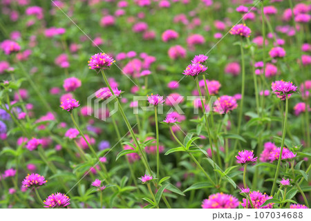 ピンク色の花を咲かせたゴンフレナ ピンク色の花を咲かせたゴンフレナ 107034688