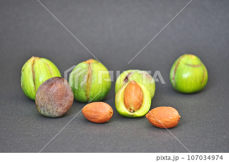 緑色のカヤの実と茶色の種子（秋、九月） 107034974