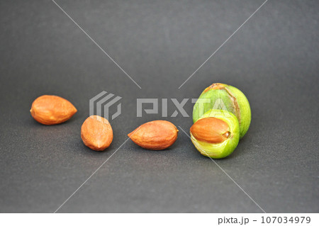 緑色のカヤの実と茶色の種子(秋、九月) 緑色のカヤの実と茶色の種子(秋、九月) 107034979