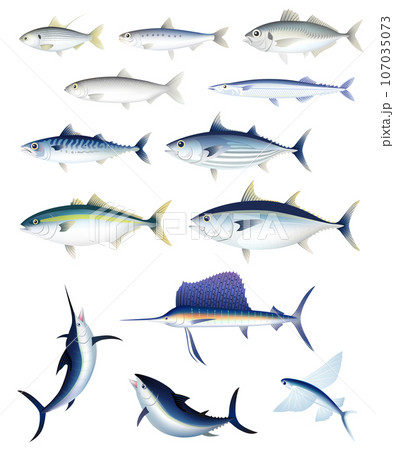 青魚セット 107035073