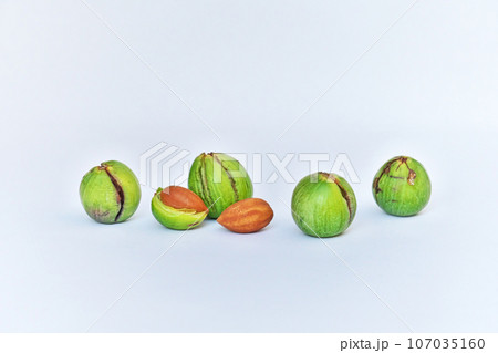 緑色の割れたカヤの実と茶色い種子（秋、九月） 107035160