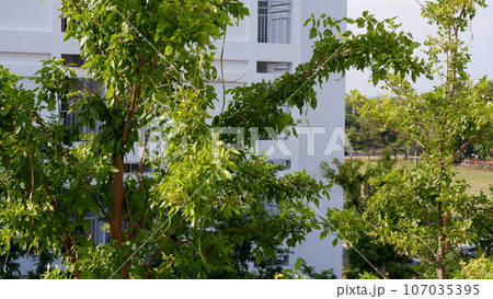 A tree park in a hospital of Royal Thai Naval Millitary Base in Sattahip district A tree park in a hospital of Royal Thai Naval Millitary Base in Sattahip district 107035395