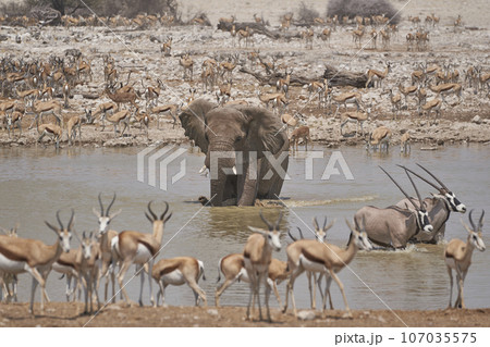 Crowded waterhole Crowded waterhole 107035575