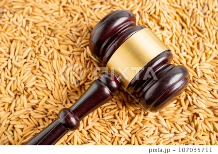 Judge gavel hammer with good grain rice from agriculture farm. Law and justice court concept. 107035711
