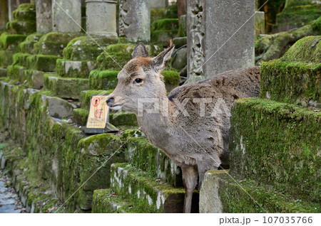 春日大社参道の鹿と石燈籠 107035766