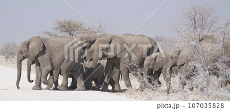 African elephants on the move African elephants on the move 107035828