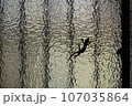 壁にとまるヤモリ 107035864