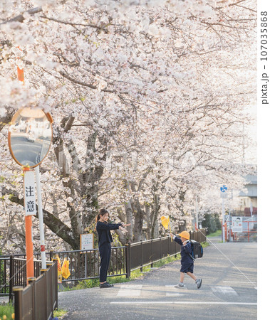 満開の桜並木道を歩く親子 満開の桜並木道を歩く親子 107035868