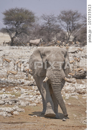 African elephant approaching a waterhole 107035913