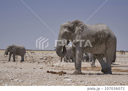 Elephant at a waterhole 107036072