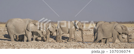 Elephant at a waterhole Elephant at a waterhole 107036074