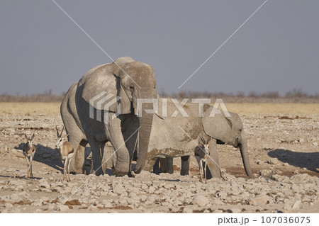 Elephant at a waterhole Elephant at a waterhole 107036075