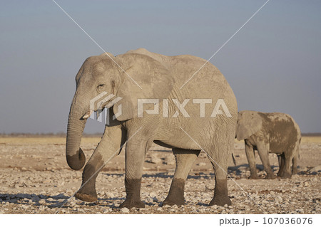 Elephant at a waterhole 107036076