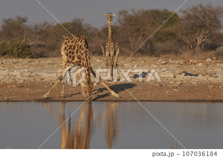 Giraffe at a waterhole Giraffe at a waterhole 107036184