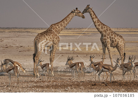 Giraffe at a waterhole 107036185