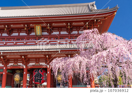 《東京都》春の浅草・枝垂れ桜満開の浅草寺 《東京都》春の浅草・枝垂れ桜満開の浅草寺 107036912