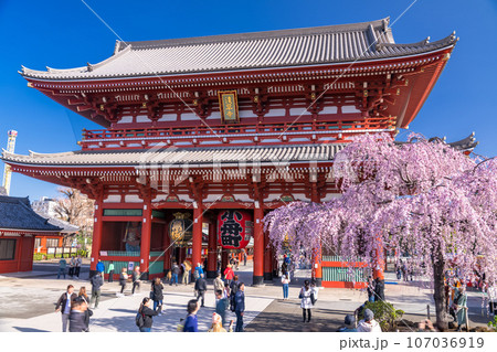 《東京都》春の浅草・枝垂れ桜満開の浅草寺 《東京都》春の浅草・枝垂れ桜満開の浅草寺 107036919