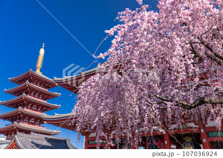 《東京都》春の浅草・枝垂れ桜満開の浅草寺 107036924