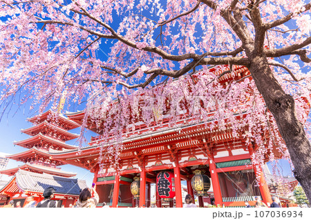 《東京都》春の浅草・枝垂れ桜満開の浅草寺 《東京都》春の浅草・枝垂れ桜満開の浅草寺 107036934