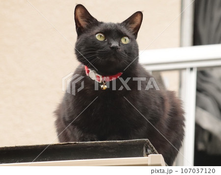ペットの黒猫が屋根の上で外を警備、観察している様子 ペットの黒猫が屋根の上で外を警備、観察している様子 107037120