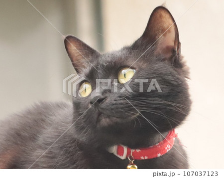 ペットの黒猫が外を見張っている最中の様子 107037123