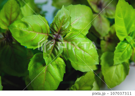 Basil leaves on top. sweet, large basil, culinary herb. A delicate plant used in cuisines and foods around the world 107037311