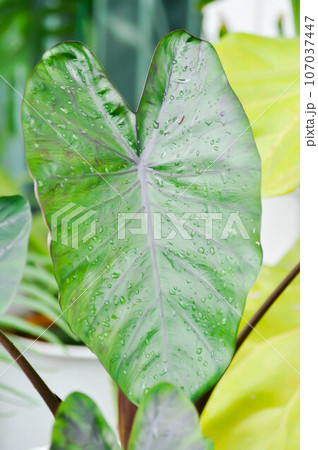 Colocasia and dew drop or Colocasia Diamond Head, diamond head colocasia or Araceae and dew drop Colocasia and dew drop or Colocasia Diamond Head, diamond head colocasia or Araceae and dew drop 107037447