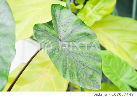 Colocasia and dew drop or Colocasia Diamond Head, diamond head colocasia or Araceae and dew drop Colocasia and dew drop or Colocasia Diamond Head, diamond head colocasia or Araceae and dew drop 107037448