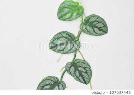 Satin Pothos, Silk Pothos or Silver hilodendron or Scindapsus pictus Hassk or Argyreus or Araceae 107037449