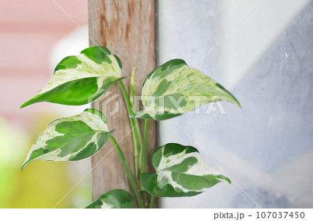 Epipremnum aureum ,Linden and Andre or ARACEAE or bicolor leaf Epipremnum aureum ,Linden and Andre or ARACEAE or bicolor leaf 107037450