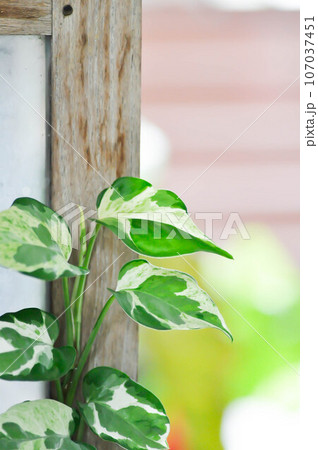 Epipremnum aureum ,Linden and Andre or ARACEAE or bicolor leaf Epipremnum aureum ,Linden and Andre or ARACEAE or bicolor leaf 107037451