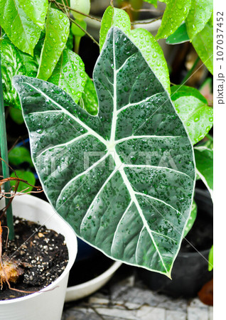 alocasia black, alocasia black satun or Araceae plant and dew drop alocasia black, alocasia black satun or Araceae plant and dew drop 107037452