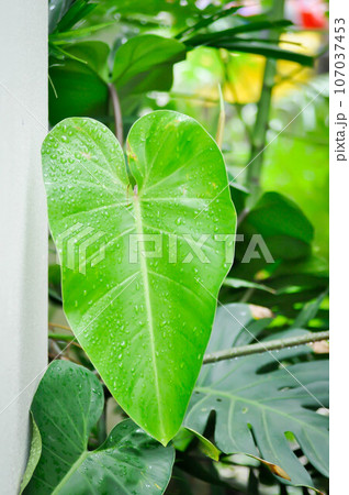 Philodendron , Philodendron erubescens or K Koch and Augustin and dew drop 107037453