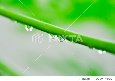 papaya tree, Carica papaya L or Papaya or Melan Tree or Paw Paw or CARICACEAE and rain drop papaya tree, Carica papaya L or Papaya or Melan Tree or Paw Paw or CARICACEAE and rain drop 107037455