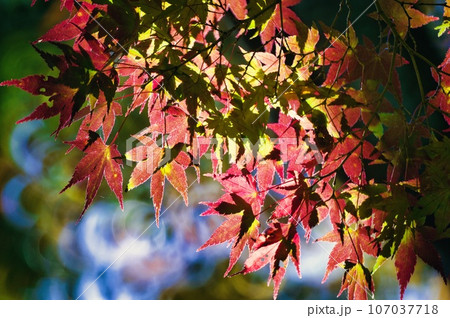 紅葉したモミジキラキラ 107037718