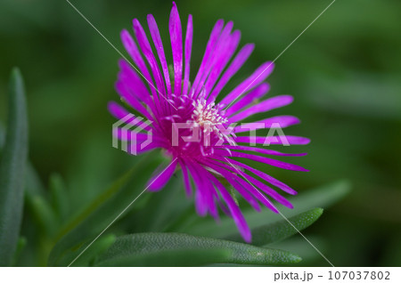 晩夏に咲く耐寒マツバギク 107037802