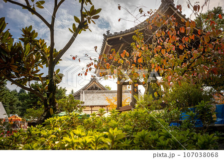 京都の秋、古本まつり開催中の百万遍知恩寺の境内、鐘楼と桜の紅葉に秋の西陽 京都の秋、古本まつり開催中の百万遍知恩寺の境内、鐘楼と桜の紅葉に秋の西陽 107038068