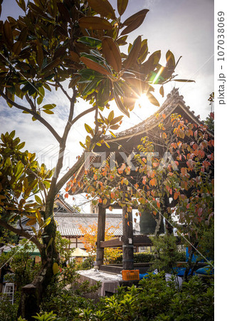 京都の秋、古本まつり開催中の百万遍知恩寺の境内、鐘楼と桜の紅葉に秋の西陽 107038069