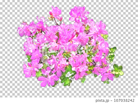 Kyushu Azalea 107038242