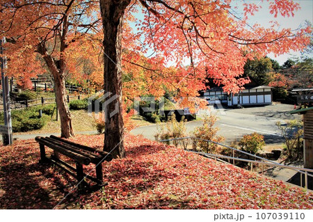 陶の郷紅葉 陶の郷紅葉 107039110