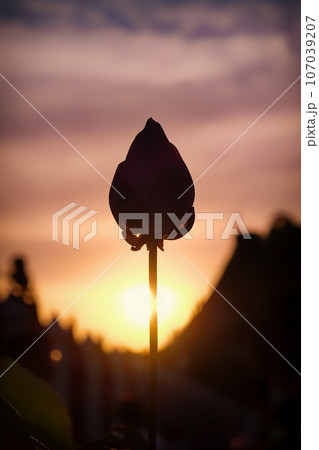 Flower bud silhouetted on the backdrop of a colorful sunset, giving it a soft blurred look. Flower bud silhouetted on the backdrop of a colorful sunset, giving it a soft blurred look. 107039207