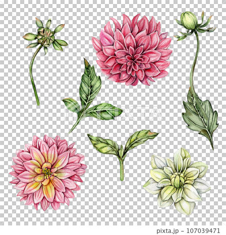 Dahlia, watercolor flower set. Hand drawn illustration. Summer garden. Design for baby shower party, birthday, cake, holiday celebration design, greetings card,invitation. Dahlia, watercolor flower set. Hand drawn illustration. Summer garden. Design for baby shower party, birthday, cake, holiday celebration design, greetings card,invitation. 107039471