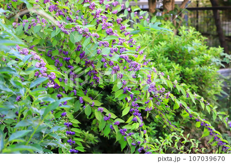 水辺に枝を伸ばす小紫（コムラサキ）の実 107039670