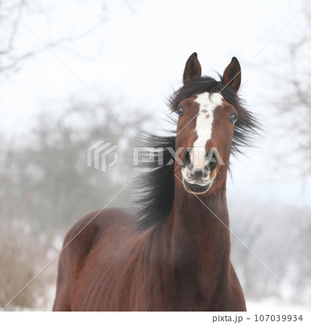 Amazing horse looking at you in winter 107039934
