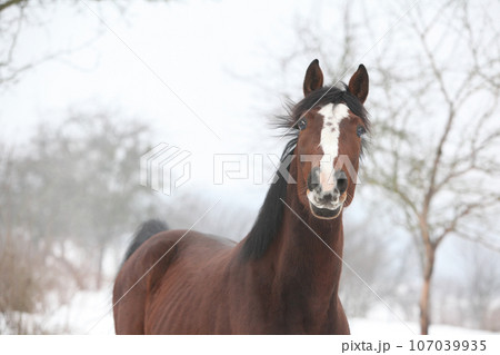 Amazing horse looking at you in winter 107039935